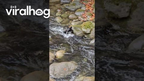Baby Bear Leaps Across Babbling Brook || ViralHog