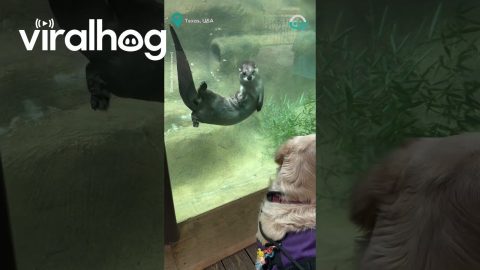 Adorable Golden Retriever and Otter Friendship || ViralHog