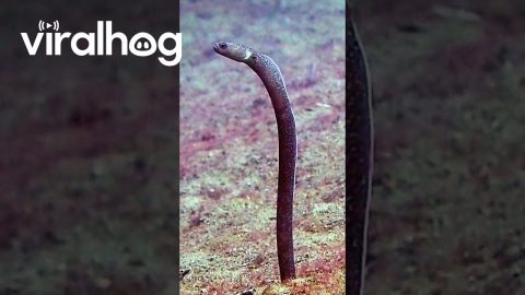 Black Garden Eels Dance on Ocean Floor || ViralHog