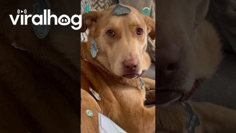 One Patient Dog! || ViralHog