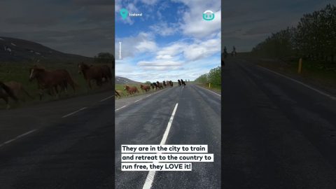 City Horses Run Wild || ViralHog