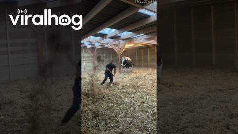 Man Plays With Happy Cow || ViralHog