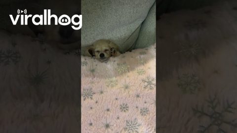 Tiny Pup’s Cozy Pillow Nap || ViralHog