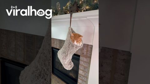 Orange Cat Sleeps Peacefully in a Christmas Stocking || ViralHog