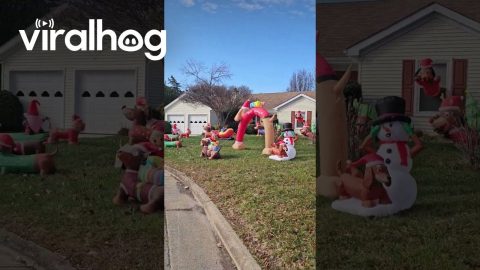 Dachshund Lawn Decor || ViralHog