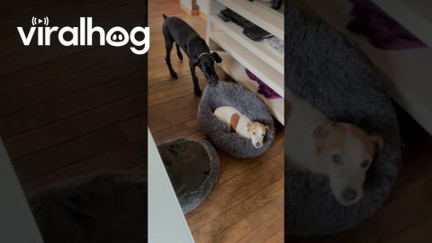 Dog Tugs Occupied Bed Outside || ViralHog
