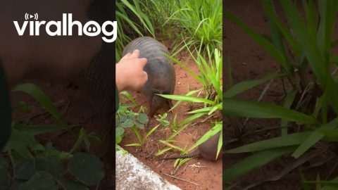Motorist Saves Family Of Armadillos On The Road || ViralHog