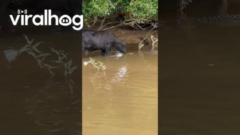 Cow Kisses a Crocodile || ViralHog