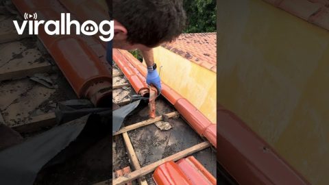 Bats Swarm Out Of Rio Grande do Sul Rooftop || ViralHog