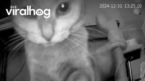 Canadian Cat Bats Camera Around || ViralHog
