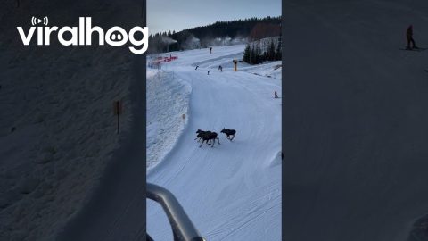 Mama Moose and Calves Cross Ski Slope || ViralHog