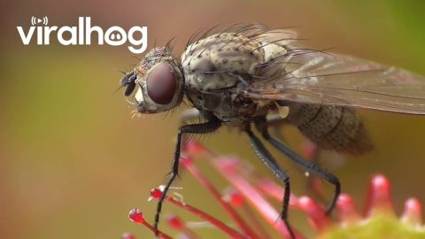 Round-leaved Sundew Catches Flies || ViralHog