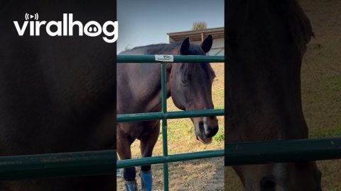 Goofiest Horse On The Farm || ViralHog