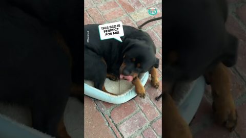 Rottweiler Thinks She's Tiny || ViralHog
