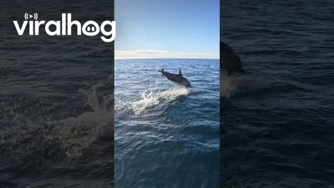 Dolphin Jumps Out of the Water Near Paddleboarder || ViralHog