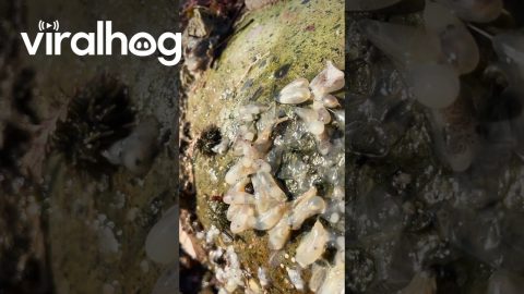 Sack of Octopus Eggs Hatching || ViralHog