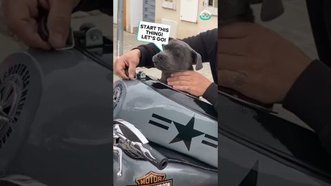 Biker Pup Takes a Ride || ViralHog