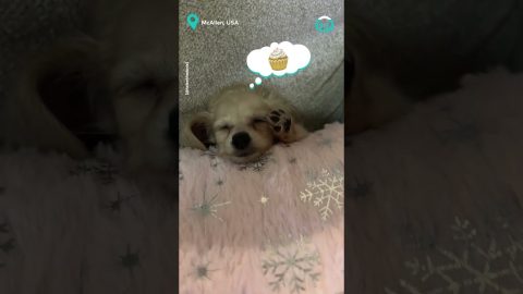 Tiny Pup’s Cozy Pillow Nap || ViralHog