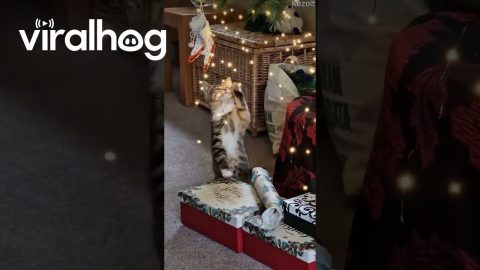 Kitten's First Christmas || ViralHog
