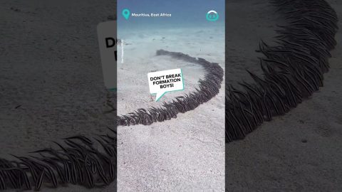Venenous Eels Go Hunting || ViralHog