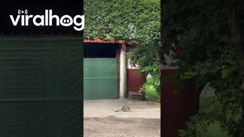 Bird Scares Off Cat || ViralHog #blackbear