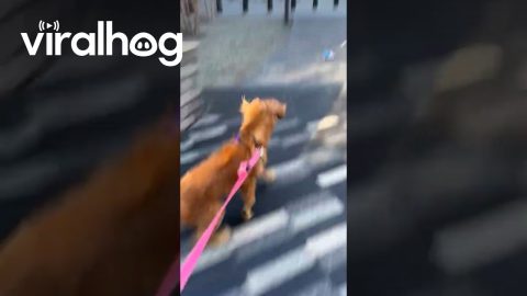 Wind Steals Dog Toy || ViralHog