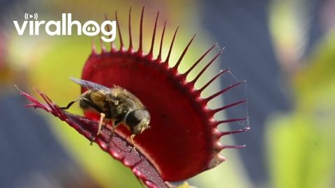 Close-Up Footage of Venus Flytraps Catching Flies || ViralHog