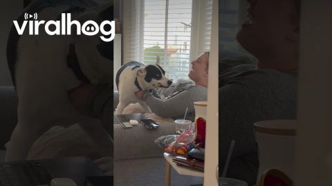 Dog Interrupts Zoom Meeting || ViralHog