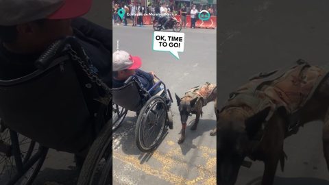 Dog Pushes Owner's Wheelchair To Cross The Street || ViralHog