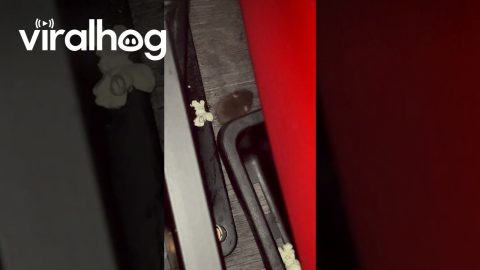 Tiny Mouse Snacks on Movie Theater Popcorn || ViralHog