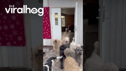 Doggy Dash! || ViralHog