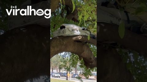 Man Sleeps On Mattress Tied To Tree Branch || ViralHog