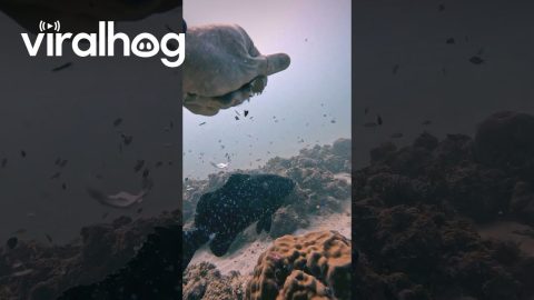 Diver Feeds An Egg to a Fish || ViralHog