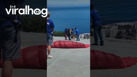 Dog Goes Paragliding With Owner || ViralHog