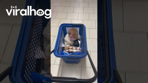 Baby In A Shopping Basket || ViralHog