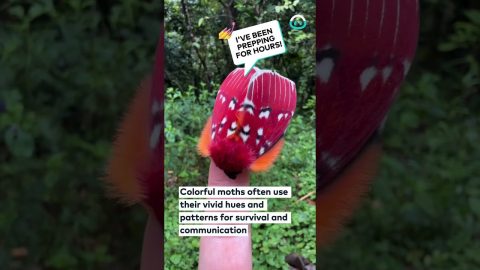 Beautiful Moth Displays Its Colors || ViralHog