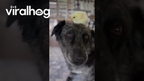 Hatchling Chicken Makes Friends With Dog || ViralHog