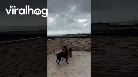 My Dog Doing Yoga with Me || ViralHog
