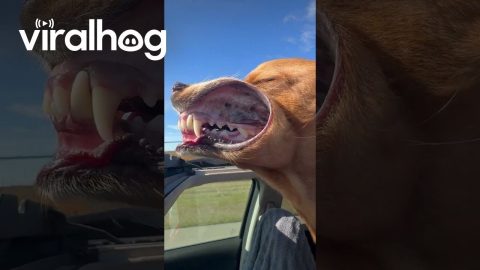 Airing Out Jowls Through Sunroof || ViralHog