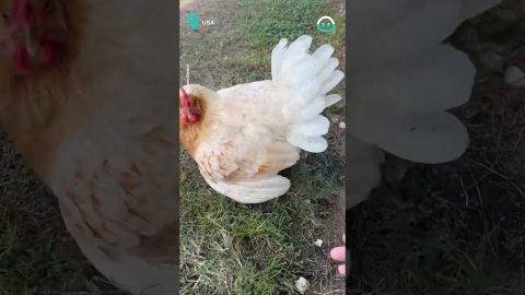 Hen Reveals Thirteen Chicks || ViralHog
