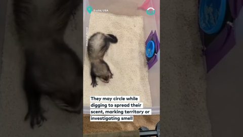 Silly Ferret Digs in Rice Box || ViralHog
