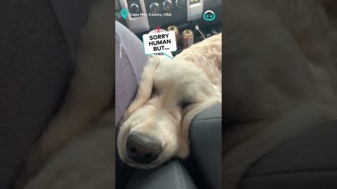 Golden Retriever Masters RoadTrip || ViralHog