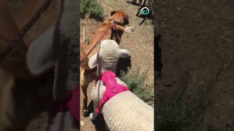 Lost Lamb Gets Adopted || ViralHog