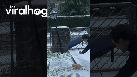 The Boyfriend Who Didn't Want a Puppy || ViralHog
