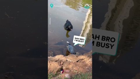Fussy Bird Trades Bread to Go Fishing || ViralHog