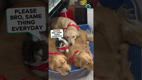 Cat Sneaks Into Golden Retriever Cuddling Session || ViralHog