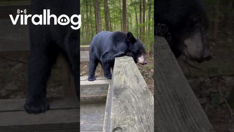 Scaredy Bear || ViralHog
