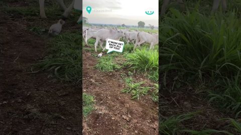 Tiny Terrier Herds Huge Cows || ViralHog