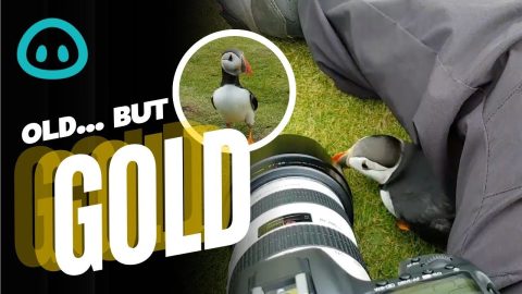 Friendliest Puffin Say Hello || ViralHog