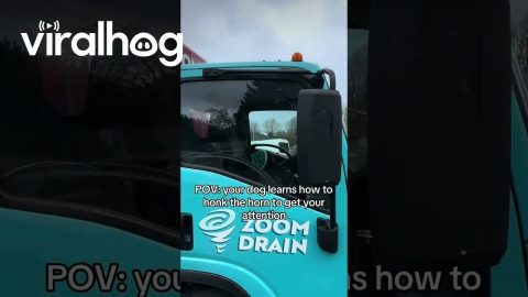 Dog Learns to Honk Horn || ViralHog
